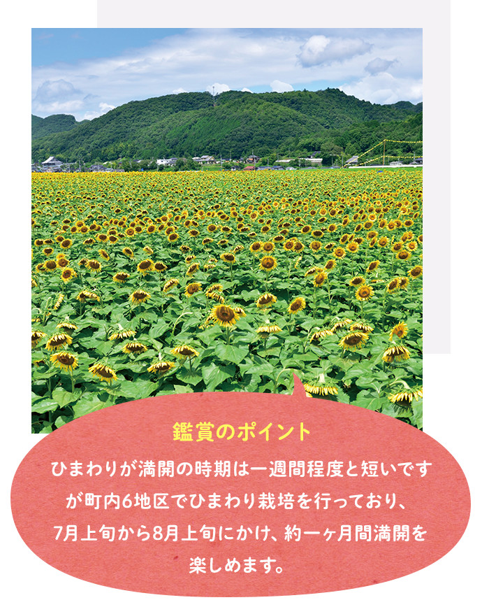 南光ひまわり畑