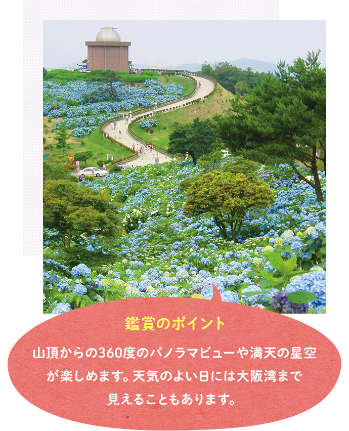 大野アルプスランドのあじさい