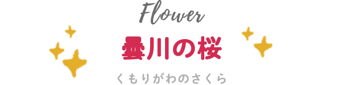 曇川の桜