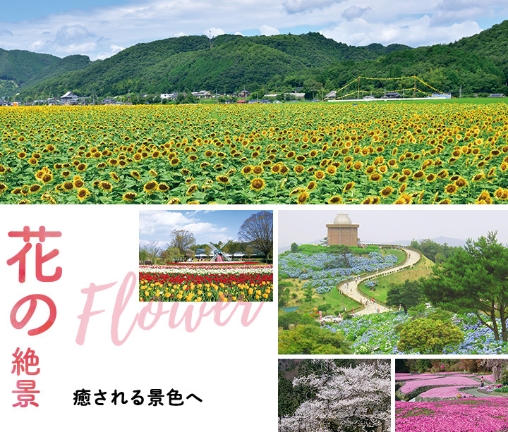 花の絶景 癒される景色へ