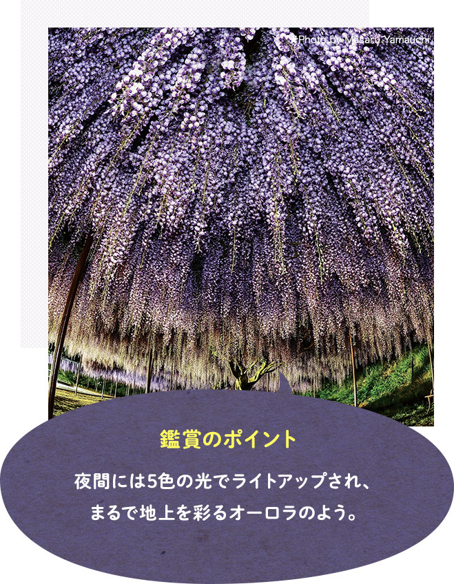 白毫寺の九尺ふじ