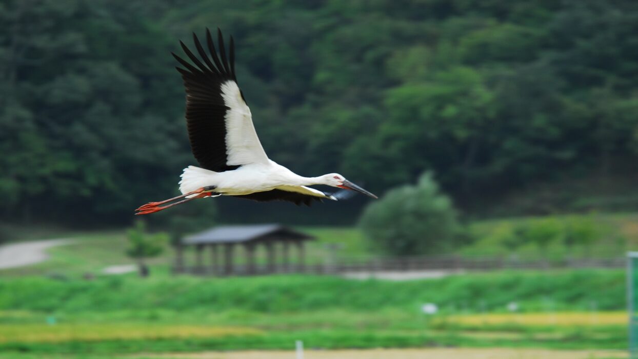 A Journey to Experience Hyogo’s Rich Nature and Diverse Culture Through Sustainability